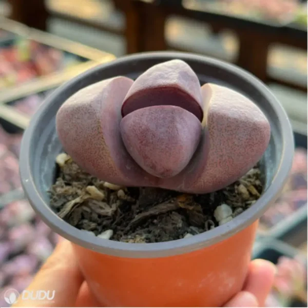 Lithops Pleiospilos nelii Schwantes purple - Image 3