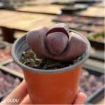 Lithops Pleiospilos nelii Schwantes purple - Image 4