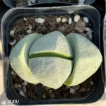 Pleiospilos nelii Schwantes green