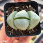 Pleiospilos nelii Schwantes green - Image 2