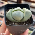 Pleiospilos nelii Schwantes green - Image 3