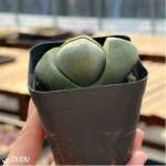 Pleiospilos nelii Schwantes green - Image 4