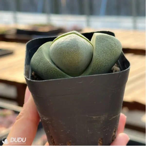 Pleiospilos nelii Schwantes green - Image 4