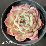 Echeveria Chihuahuaensis