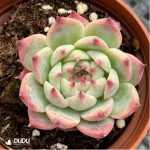 Echeveria Chihuahuaensis