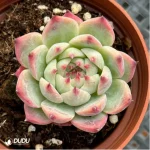 Echeveria Chihuahuaensis - Image 2