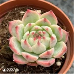 Echeveria Chihuahuaensis - Image 3