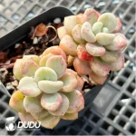 Confusion Double Head