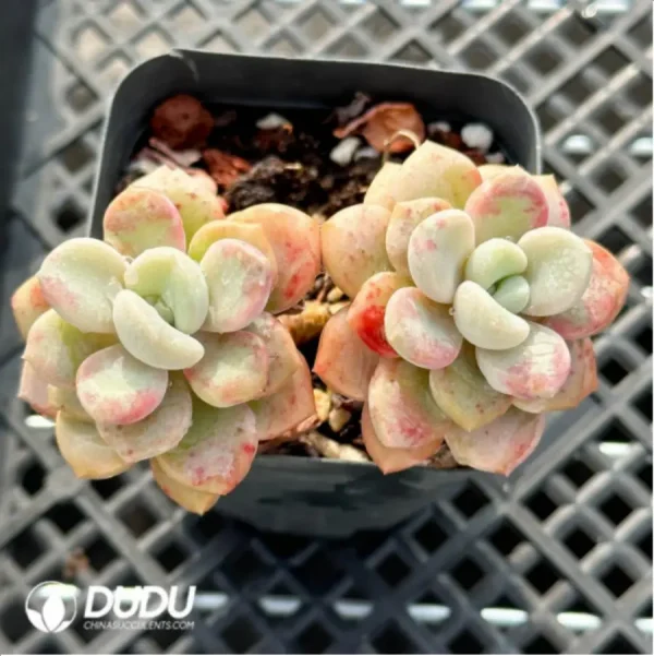 1756114829-2-1666.webp Confusion Double Head - Image 2