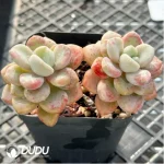 Confusion Double Head - Image 3