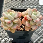 Confusion Double Head - Image 4