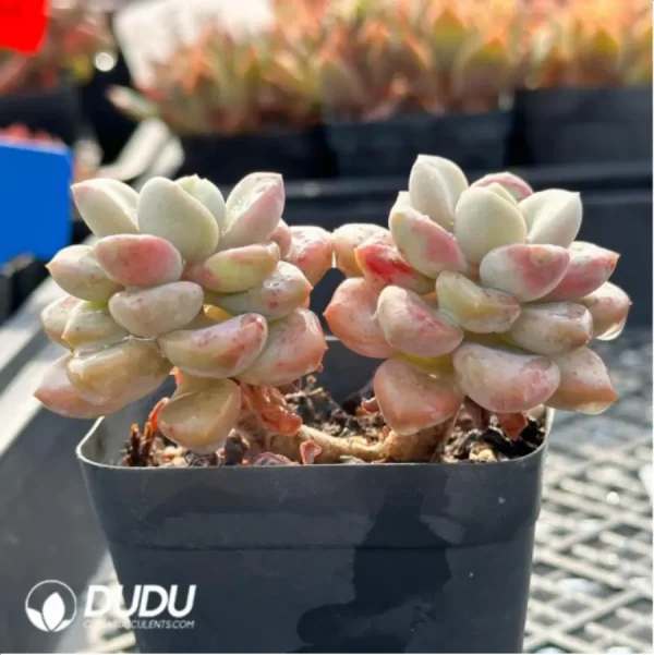 1756114831-5-2.webp Confusion Double Head - Image 5