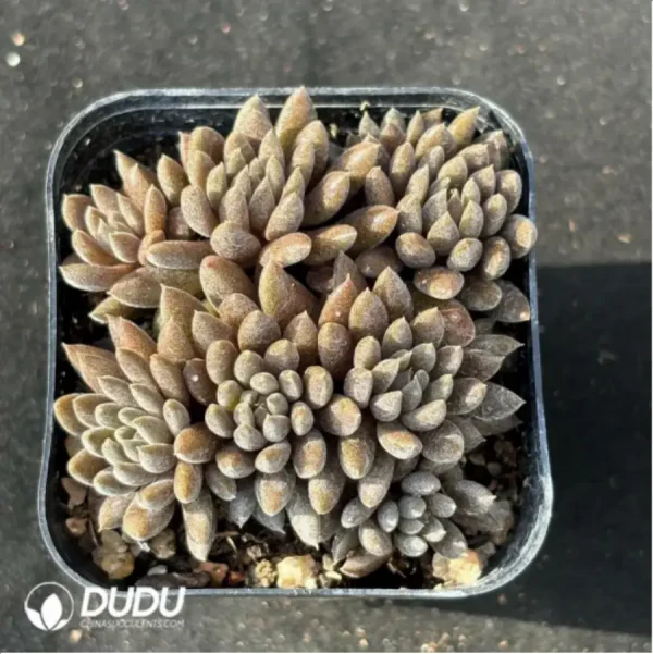 Echeveria Sinocrassula yunnanensis Clustering - Image 1