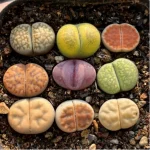 Lithops 2 year South Africa 9PCS Clustering"Pot Sale"