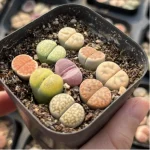 Lithops 2 year South Africa 9PCS Clustering"Pot Sale" - Image 2