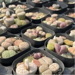 Lithops 2 year South Africa 9PCS Clustering"Pot Sale" - Image 4