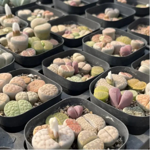 Lithops 2 year South Africa 9PCS Clustering"Pot Sale" - Image 4