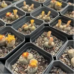 Lithops Dorotheae Zorro Double Head - Image 2