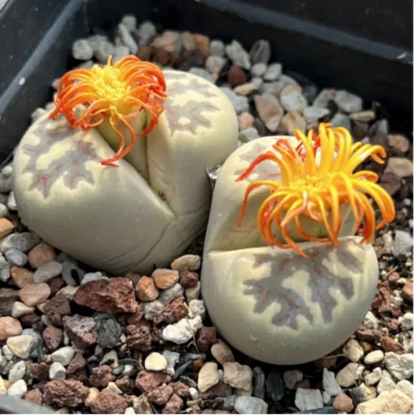 Lithops Dorotheae Zorro Double Head - Image 3