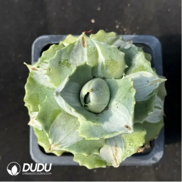 1756114848-1-2443.webp Agave potatorum var. verschaffelti variegate white - Image 1