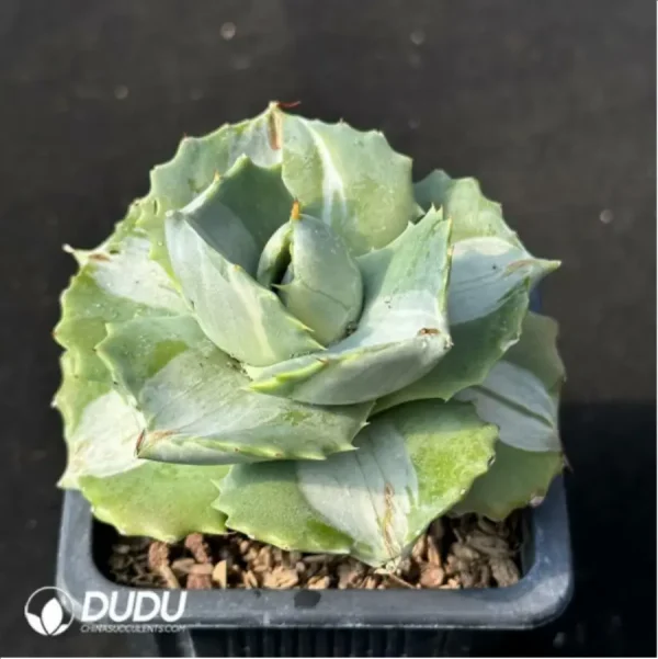 1756114849-2-1600.webp Agave potatorum var. verschaffelti variegate white - Image 2