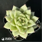 Echeveria agavoides Lincoln Maria variegated