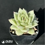 Echeveria agavoides Lincoln Maria variegated - Image 2