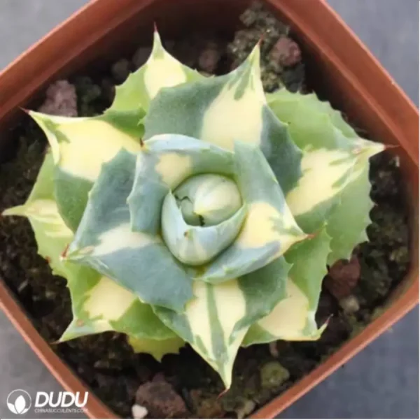 1756114852-1-2525.webp Agave potatorum var. verschaffelti variegated yellow - Image 1