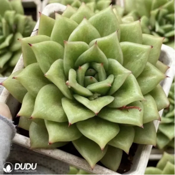 1756114853-1-2526.webp Echeveria agavoides rose Maria variegated - Image 1