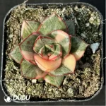 Echeveria Monocerotis variegated