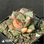 Echeveria Monocerotis variegated - Image 2