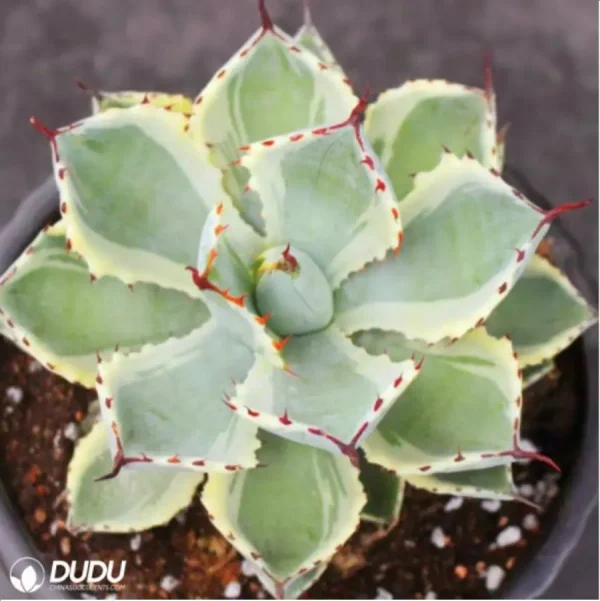 Agave pumila variegated - Image 1