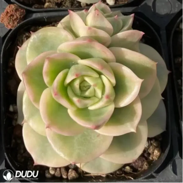 1756114858-1-2521.webp Echeveria Rolly variegated - Image 1