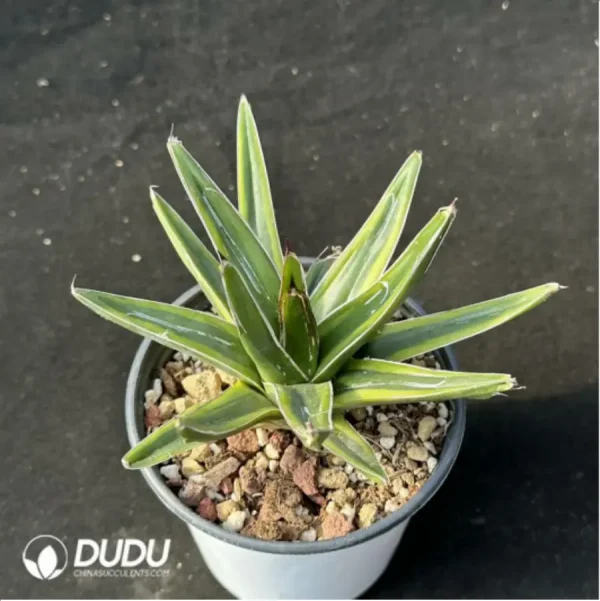 Agave-victoriae-reginae variegated - Image 1