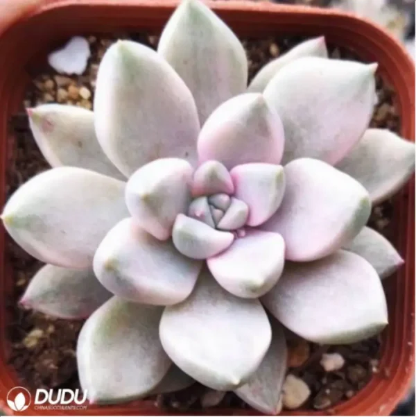 1756114861-1-2519.webp Echeveria Jianali variegate - Image 1