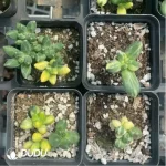 Pachypodium compactum variegated