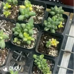 Pachypodium compactum variegated - Image 2