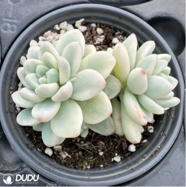 1756114865-1-2517.webp Sedum clavatum variegated Double Head - Image 1
