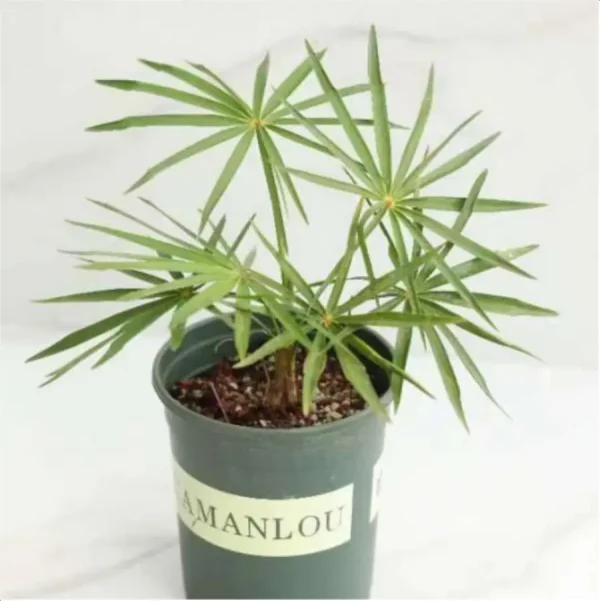 1756114866-1-2515.webp Euphorbiaceae Coccothrinax miraguama ssp.miraguama - Image 1