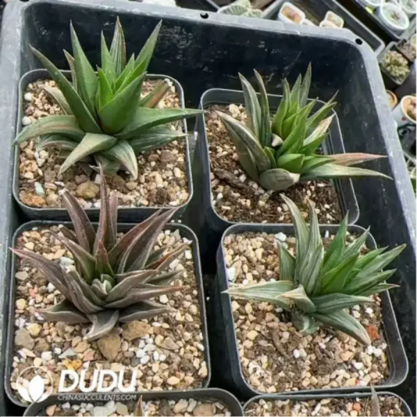 Haworthia Ivory tower Variegated - Image 1