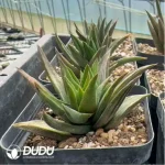 Haworthia Ivory tower Variegated - Image 2