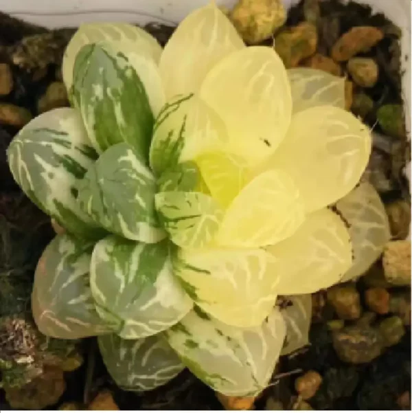 Haworthia obtusa Variegated - Image 1