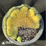 Cactus-Echinopsis pachanoiCristate variegated