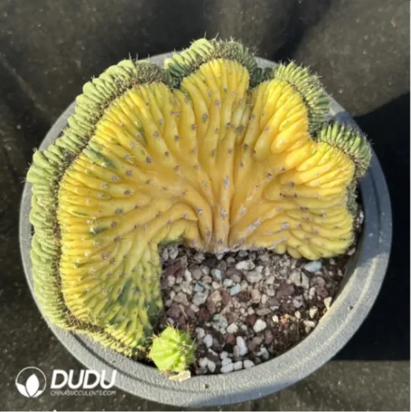 Cactus-Echinopsis pachanoiCristate variegated - Image 1