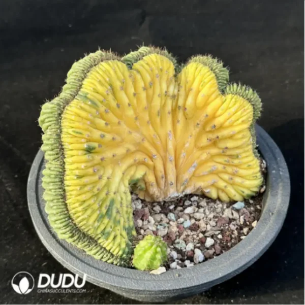 Cactus-Echinopsis pachanoiCristate variegated - Image 2