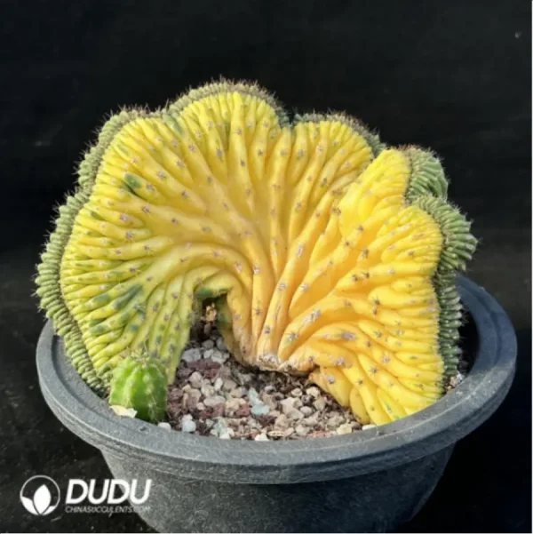 Cactus-Echinopsis pachanoiCristate variegated - Image 3