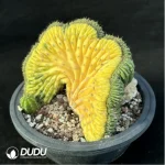 Cactus-Echinopsis pachanoiCristate variegated - Image 4