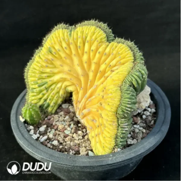 Cactus-Echinopsis pachanoiCristate variegated - Image 4