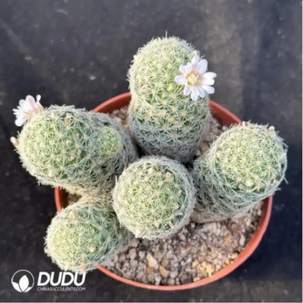 1756114881-1-2902.webp Cactus-Giselle Clustering - Image 1