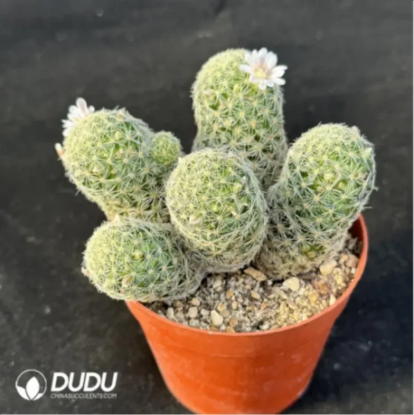 1756114882-2-1923.webp Cactus-Giselle Clustering - Image 2